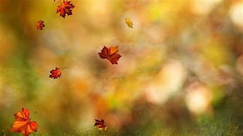 3840x2160 Resolution Shallow Focus Of Brown Leaves Hd Wallpaper