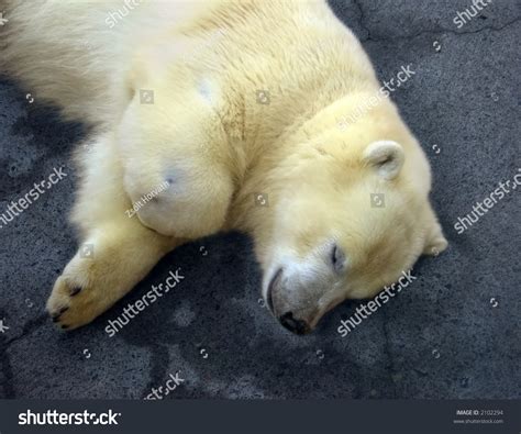 Polar Bear Cub Sleeping Peacefully With A Smiling Expression Very Cute