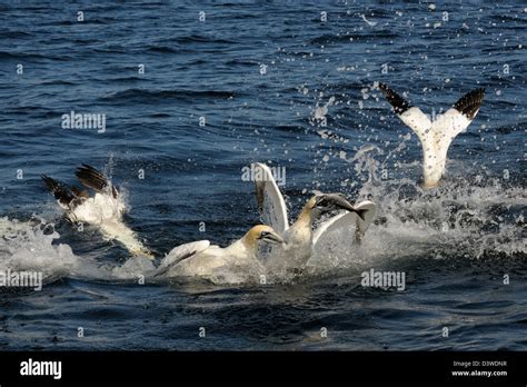 Northern Gannet Dive Hi Res Stock Photography And Images Alamy
