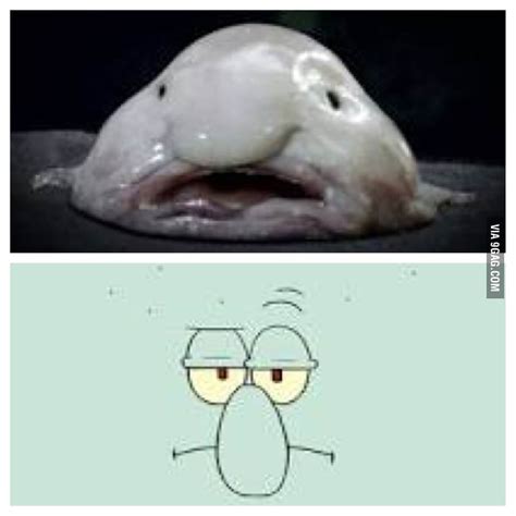 Squidwards Face In Real Life 9gag