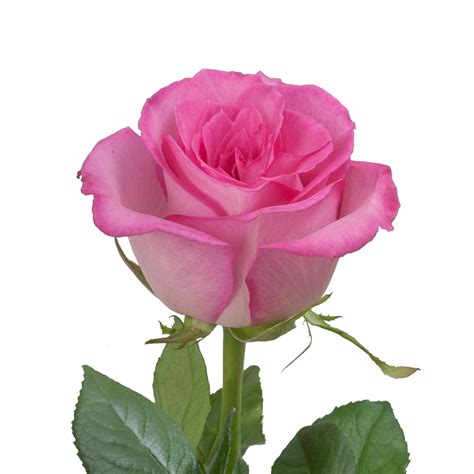 It's hard to put a ranking on beauty since that's a highly personal thing, so it makes more sense to go into the wilds and find the most unique flowers for you to enjoy. Sweet Unique Roses | Unique roses, Beautiful rose flowers ...