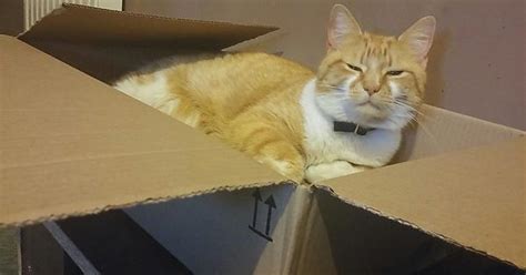 Confirmed Cats Love Boxes Imgur