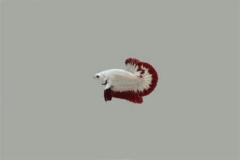 Have just purchased a betta fish from the pet store, then you must have heard all the usual 4 things to know about your betta. Red dragon plakat male (With images) | Betta, Betta fish