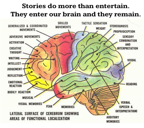 Detailed Brain Diagram