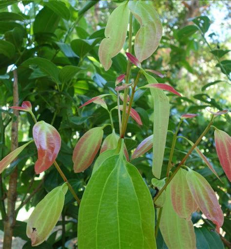 Cinnamon Leaf Cinnamomum Ceylanicum Natural Alchemy