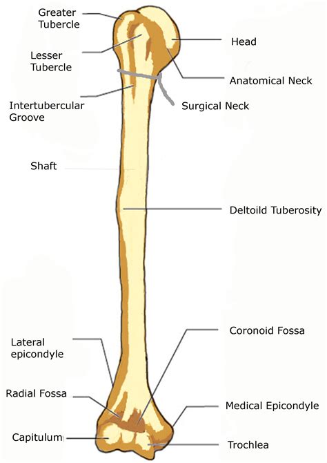 Diagram Of Bones In Neck And Shoulder Collarbone Is The Only Long