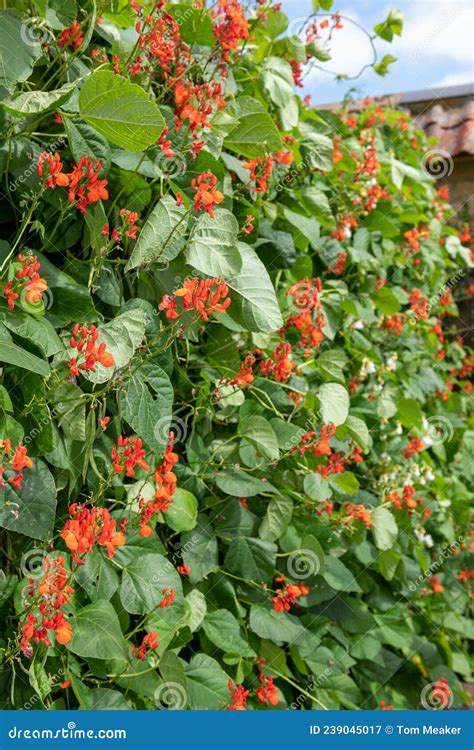 Runner Bean Phaseolus Coccineus Plant Stock Image Image Of Cultivated