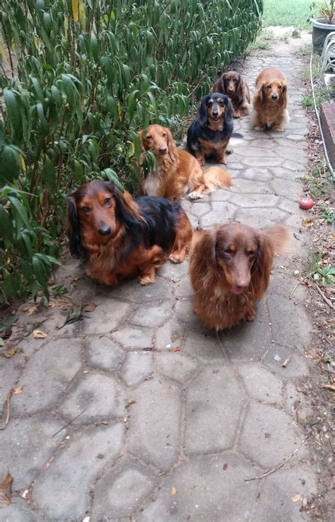 Dachshund Longhaire #dachshund Longhaired | Dachshund lovers, Baby dachshund, Dachshund