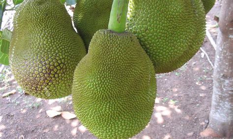Jackfruit Tree Biggest Fruit In The World Epic Gardening