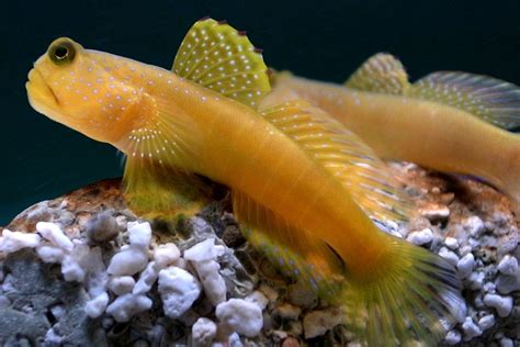 Gobies One Of The Most Intricate Families Of Fish In The Whole Reef