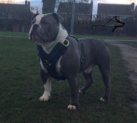 As tough and unique as your bulldog. Padded Dog Harness - Best in UK - £68.99