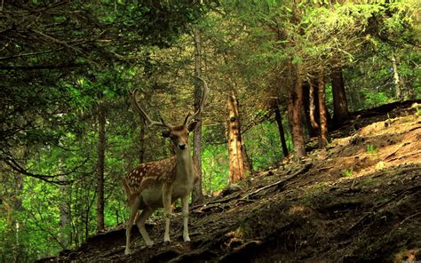 Forest Animals Wallpapers Wallpaper Cave