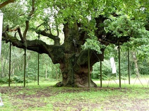 The Major Oak Might Be The Most Famous Tree In The Uk It Sits In