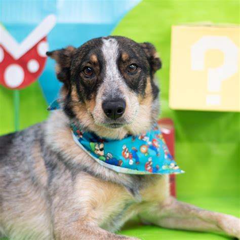 Dotty Pet Grooming Salon | San Antonio TX