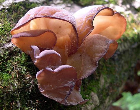 Cloud Ear Mushroom In Ohio Wildlife Area Flickr Photo Sharing