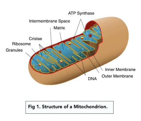 Eukaryotic Cells The Mitochondria A Level Biology Study Mind