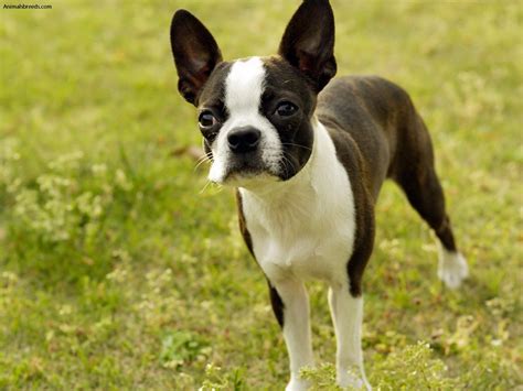 Boston Terrier Pictures Information Temperament Characteristics