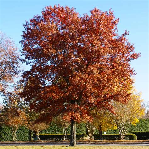 Pin Oak Trees for Sale | FastGrowingTrees.com
