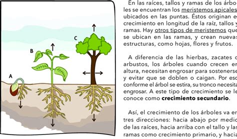 Tipos De Crecimiento De Los árboles A Crecimiento Primario En La