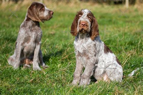 Brown Roan Italian Spinone Puppies By Heidiannemorris Redbubble