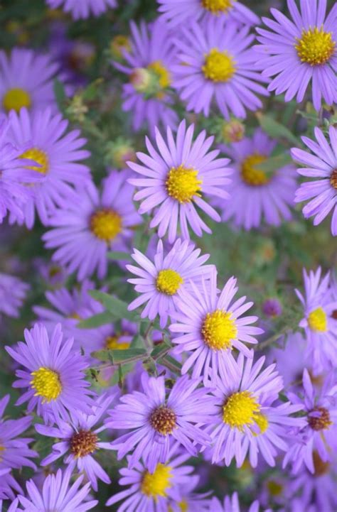 Bolehdeals natural real pressed dried flowers diy scrapbook purple + blue + yellow. Aster, Large Blue Flower - Cable Natural History Museum