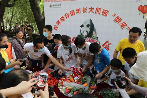 Happy Birthday To Worlds Oldest Giant Panda Xinxing Ichongqing