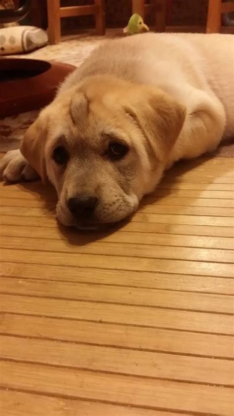 If you are adopting a puppy, always ensure that the breeder provides you with lethargy and some form of skin disease (i.e., thin coat, loss of hair, dandruff, oily skin, increased scratching) are also common signs of hypothyroidism. Fotos Labrador Retriever (con imágenes) | Razas de perros ...
