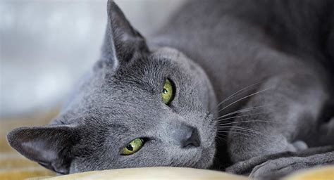 Their short, dense coat, which stands out from the body, has been the hallmark of the russian breed for more than a century. Russian Blue Cat Breed Information Center - A Guide To The ...