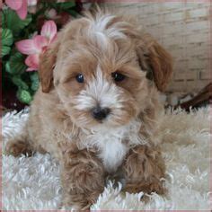 I will be notifying families that completed an applications prior to august of litters when they are born this year. Maltipoo Puppies For Sale near Raleigh NC. Maltepoo ...