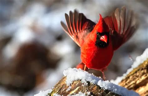 Northern Cardinal Description Habitat Image Diet And Interesting