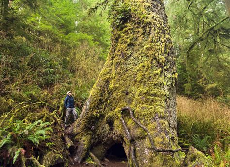 Guide To Oregons Ancient Forests Giant Trees And Old Growth Hikes