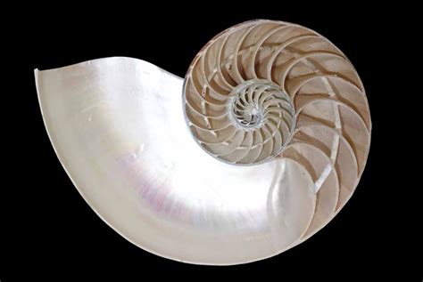 5539669 1200×803 Spirals Nautilus Fossils Sea Shells Mother Of