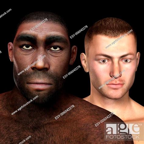 Homo Erectus Stock Photo Picture And Low Budget Royalty Free Image Pic Esy