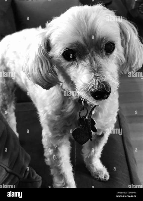 Cute Little Dog Maltese And Poodle Mix Stock Photo Alamy