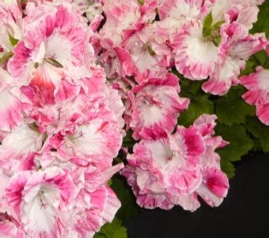 Check spelling or type a new query. Growing Regal Geranium Pelargonium | Gardeners Tips