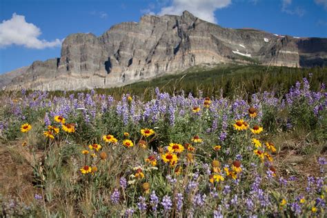 Wildflowers Of Glacier National Park 20 Years In The Shadow Of A Plot