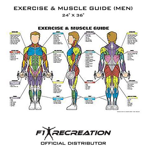 F1 Recreation Original Exercise & Muscle Guide Fitness Chart (Men) NFC1