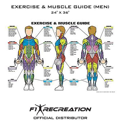 F1 Recreation Original Exercise And Muscle Guide Fitness Chart Men Nfc1