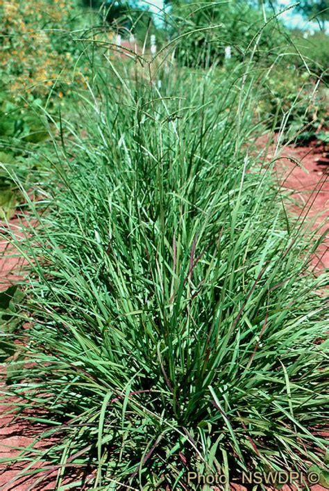 Most southern lawn grasses such as st. Factsheet - Bahia grass