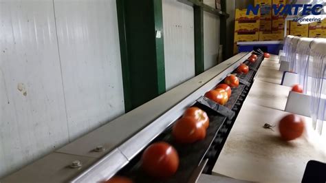 Novatec Sorting And Packing Line For Tomatoes Uni One Youtube