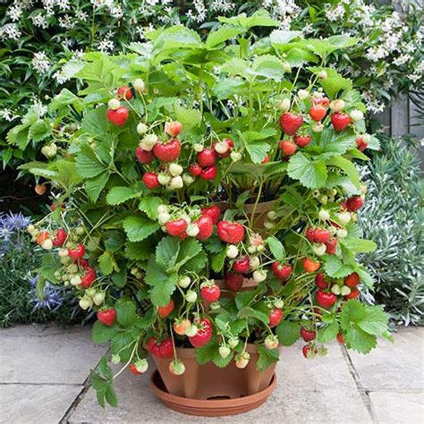 All you need to know about growing strawberries, with advice on planting, maintenance and harvesting. Grow Your Own Organic Strawberries At Home With This ...