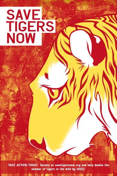 Save Tigers Now Samantha Maclean Tiger Poster Animal Posters Save