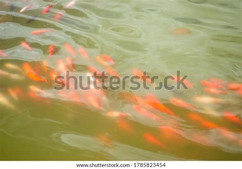 Japanese Koi Fish Pond Stock Photo 1785823454 Shutterstock