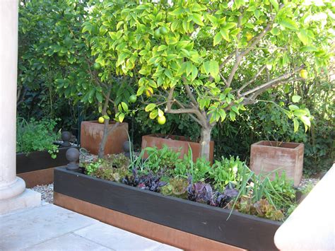 'little volunteer' brings that stately beauty down to a size that fits modern gardens. Custom Raised Bed, stained redwood, copper surround, citrus trees in containers | Citrus trees ...