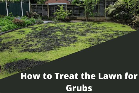 How To Treat The Lawn For Grubs In 4 Effective Ways