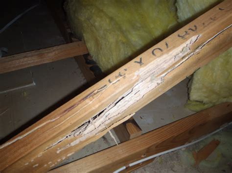 At build & pest albury wodonga we are the only firm that we are aware of that employ full time pest technicians to undertake their inspections with a our building inspectors. Pre Purchase Building and Pest Inspection reports.
