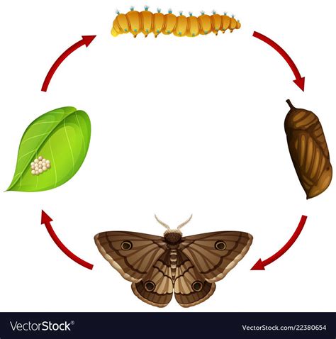 Moth Life Cycle Concept Vector Image On Vectorstock Life Cycles Moth