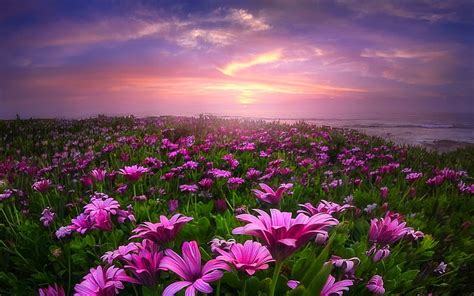 1920x1080px 1080p Free Download Sunset On A Field Of Daisies Ocean