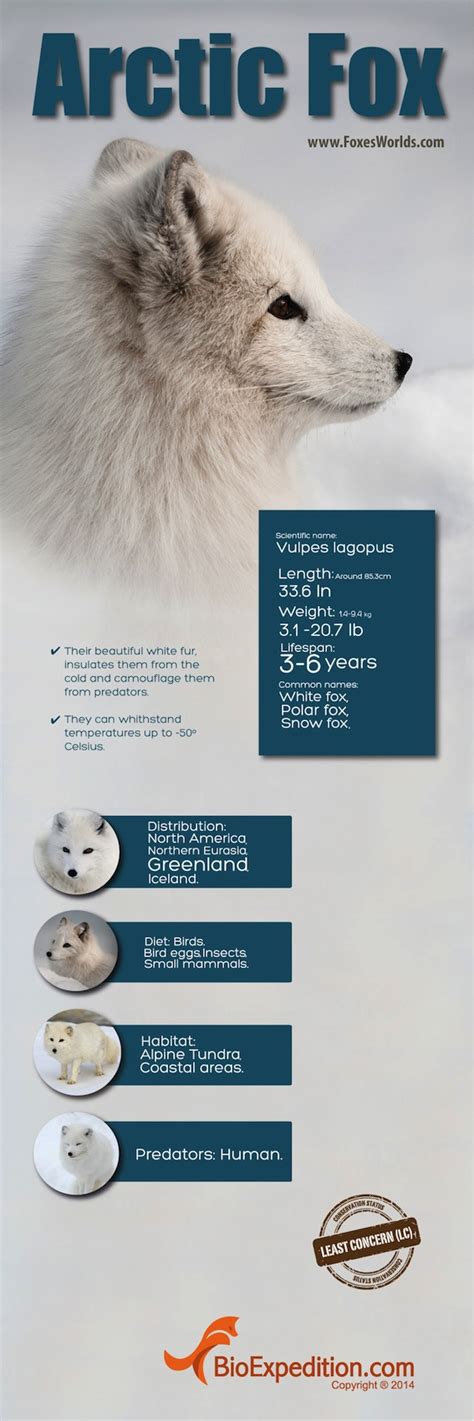 Arctic Fox Infographic Fox Facts And Information