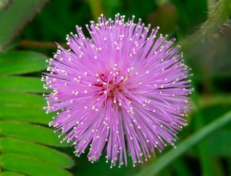 Mimosa Pudica Guide How To Grow And Care For Sensitive Plant